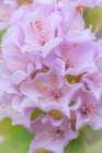 USA, Washington State, Seabeck. Pink rhododendron flower close-up. Art Print